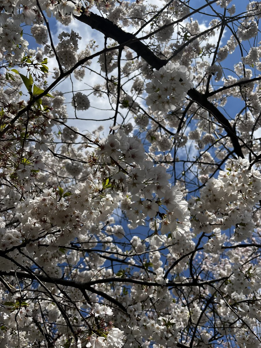 First busy month of my @FulbrightAUS fellowship at @CANZPS @Georgetown coincided with blossom season I’m here through June and looking forward to catching up with DC folks!