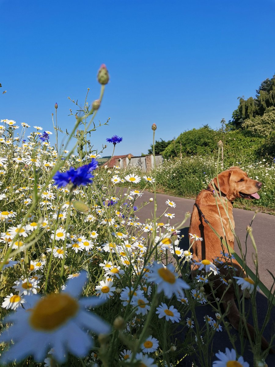 Happy #NationalPetDay to this creature ♥️🐾my Mr Quince - always excellent company when exploring @EnglishHeritage sites & local favourites @aucklandproject #dogsofdurham