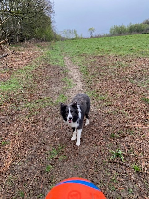 Throw it. #writingcommunity #amwriting #booktwitter #bookx
#bordercollie #colliesoftwitter #lovecollies #authordogs #xdogs #xcollies #readingcommunity