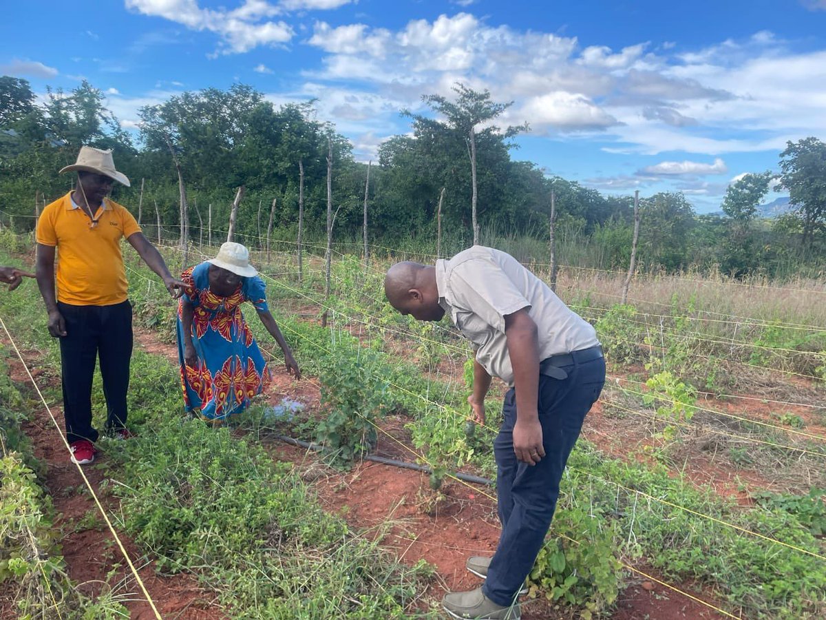 #DYK horned melons (Magaka) can be commercially grown? 
#ZimTrade met with farmers from Chitsunge village in Honde Valley as they were harvesting their first horned melons. #EnergisingExports