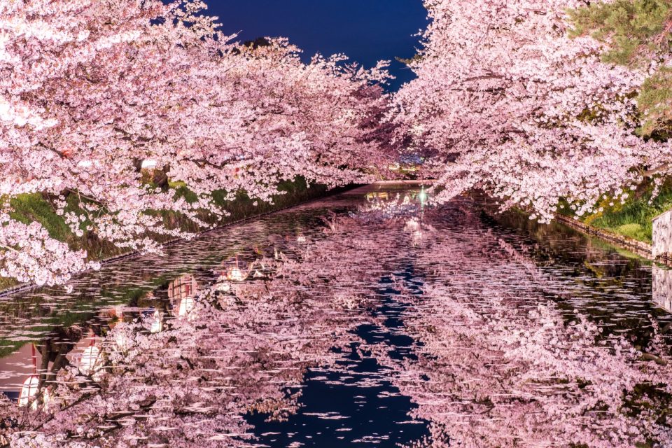 Lo spettacolo dei ciliegi di notte, anche quello, ha un nome in giapponese. Si chiamano 夜桜 yozakura, termine che somma il carattere di «notte» 夜 a quello di ciliegio, «sakura» 桜. È indubbia la fatica dell'inizio ma questo paesaggio, diurno e notturno, aiuta non poco. ♥️