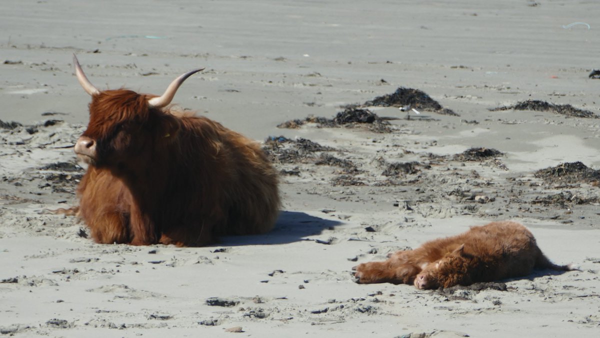 A zonked-out calf on the beach.