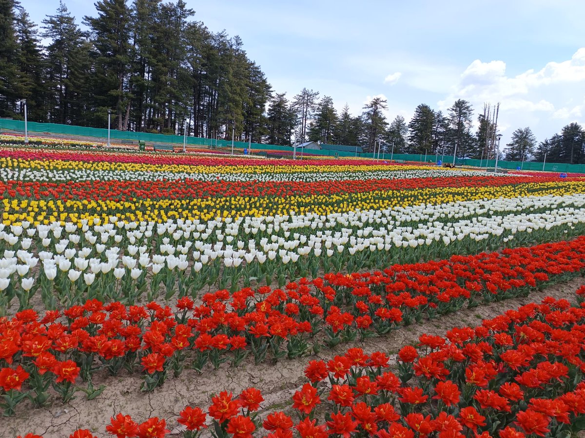 Deputy Commissioner (DEO), Ramban (@dcramban) on Twitter photo Step into a world of enchantment at Tulip Guardian Sanasar! 🌷 Experience the breathtaking beauty and refreshing vibes of full bloom. Don't miss out on this captivating sight – plan your visit today! #TulipSeason #NatureLovers
<a href="/OfficeOfLGJandK/">Office of LG J&K</a> <a href="/Rameshkumarias/">Ramesh Kummar</a> <a href="/BaseerUlHaqIAS/">Baseer Ul Haq Choudhary</a> Step into a world of enchantment at Tulip Guardian Sanasar! 🌷 Experience the breathtaking beauty and refreshing vibes of full bloom. Don't miss out on this captivating sight – plan your visit today! #TulipSeason #NatureLovers
<a href="/OfficeOfLGJandK/">Office of LG J&K</a> <a href="/Rameshkumarias/">Ramesh Kummar</a> <a href="/BaseerUlHaqIAS/">Baseer Ul Haq Choudhary</a>