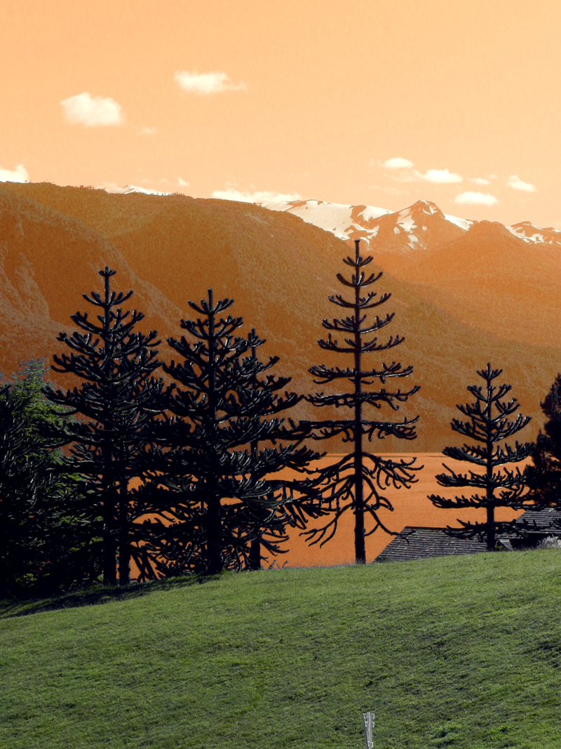 Araucarias

Araucaria araucana
Lago Rupanco, Chile

#araucaria #araucariaaraucana #lagorupanco #rupanco #lagosdechile❤ #regiondeloslagos #chile #america #mountain #forest #bosque #bosquesconmagia #fotopinturas