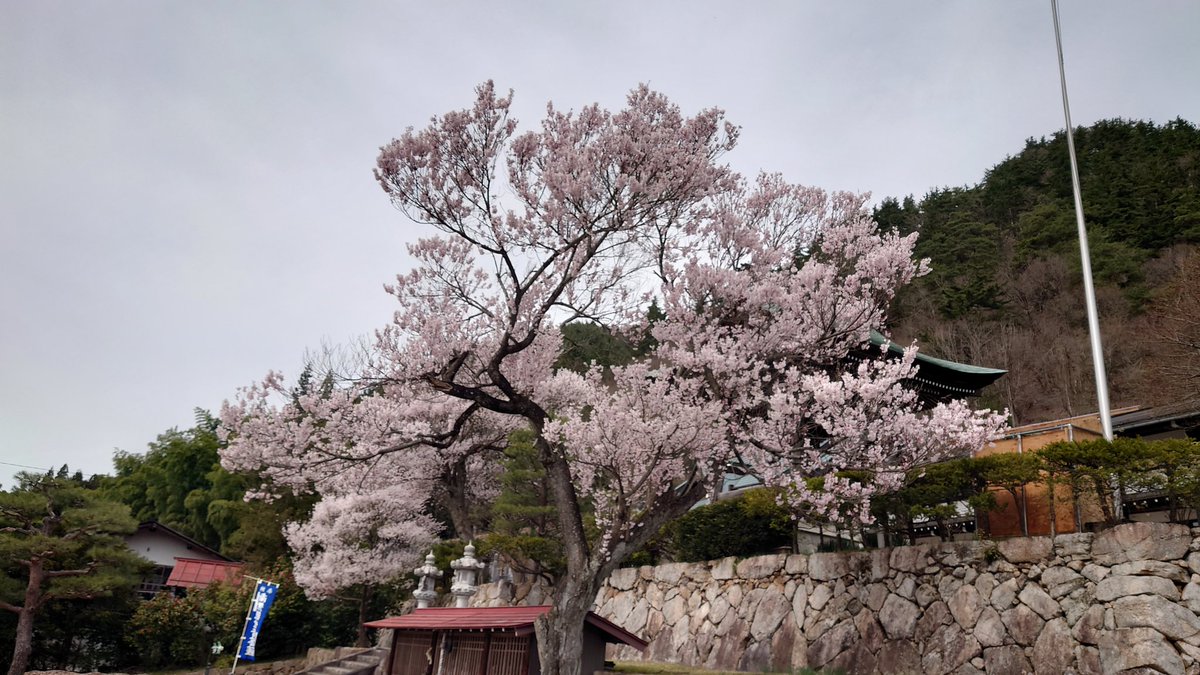 k2_hitoshi's tweet photo. 飛騨神岡
殿秀山瑞岸寺
エドヒガンザクラ
満開です！ https://t.co/Nf1k3BtXle
