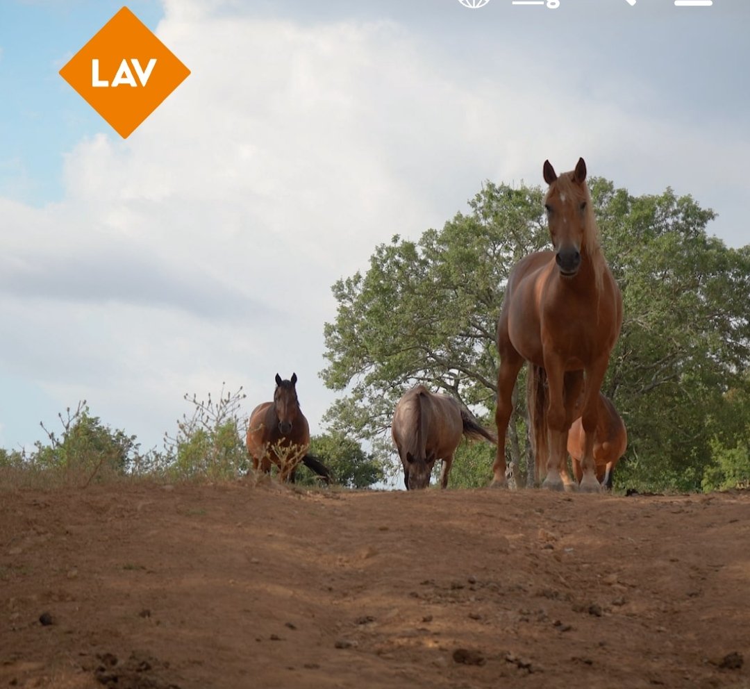 #𝗚𝗜𝗨𝗦𝗧𝗜𝗭𝗜𝗔 𝗽𝗲𝗿 𝗶 𝗰𝗮𝘃𝗮𝗹𝗹𝗶 𝘂𝗰𝗰𝗶𝘀𝗶 𝗮 𝗧𝗮𝗿𝗾𝘂𝗶𝗻𝗶𝗮!
𝗦𝗮𝗯𝗮𝘁𝗼 13 aprile alle 𝗼𝗿𝗲 𝟭𝟱 parteciperemo alla manifestazione davanti al Comune di Tarquinia per l'uccisione di 4 cavalli a colpi di fucile  Evento fb facebook.com/events/s/sit-i…