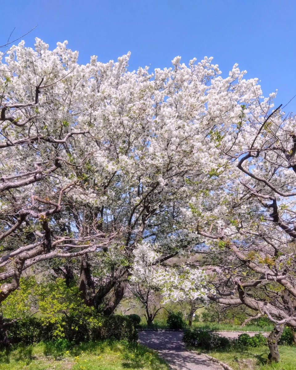 満開の公園桜🌸

#桜　#桜満開　#お花見　#春の訪れ　#春　#春の風景　#風景　#日本の風景　#景色　#日本の景色　#公園