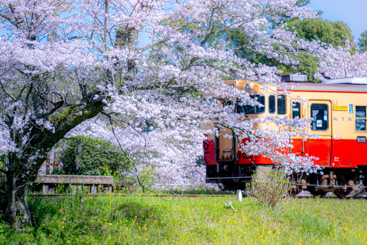 春をゆく小湊鉄道