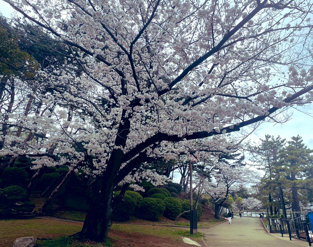 CHarmonyChiba's tweet photo. 千葉公園の桜🌸、まだまだ咲いてますよ🌸桜の季節の特別販売は、延長して今週末まで実施予定ですが、急遽、中止する場合もありますので、ご了承ください。#千葉公園　#千葉公園カフェハーモニー https://t.co/CoYve9A8OC