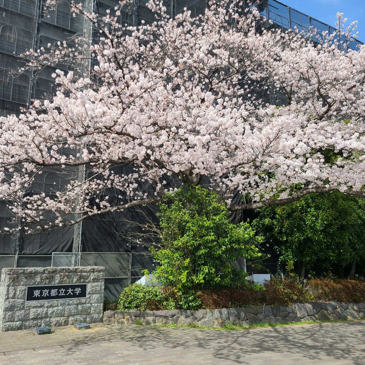 guccichofe1's tweet image. #TLを桜でいっぱいにしよう

東京都八王子市多摩南大沢　東京都立大学①
桜がこの前の雨でだいぶ散りましたね❗️ 

#八王子市  #東京都立大学  #桜  #桜フォト 

#さくら   #桜ポトレ
