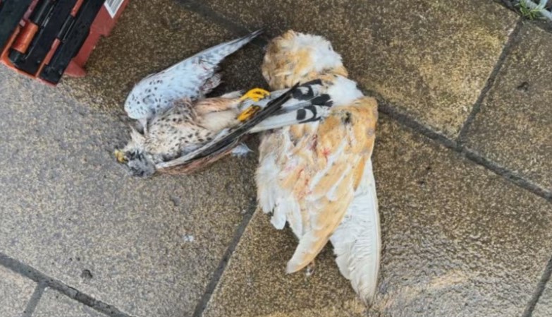 Police interview second man in relation to dumped hares and raptors outside Broughton community shop last month. Details ⬇️⬇️ raptorpersecutionuk.org/2024/04/11/pol…