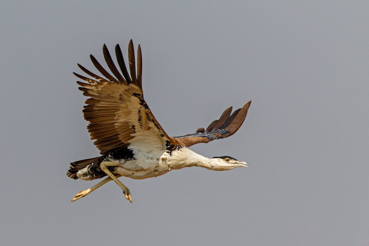 #FromTheArchives India's #avians have decreased by 52 per cent since 2000, with #migratory species exhibiting a steeper decline. Read about these 7 migratory #birds that are on the brink of extinction. 📷 Shantanu Ambulgekar — Great Indian Bustard bit.ly/3VWcgW4