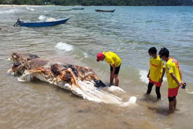 【正体不明】マレーシアの海辺に漂着した巨大な死体、「マーメイド・グロブスター」と類似 news.livedoor.com/article/detail… 「マーメイド・グロブスター」は昨年10月、パプアニューギニアのある島で発見された生命体。専門家はグロブスターが小さな鯨あるいは、ウミウシである可能性も提起した。