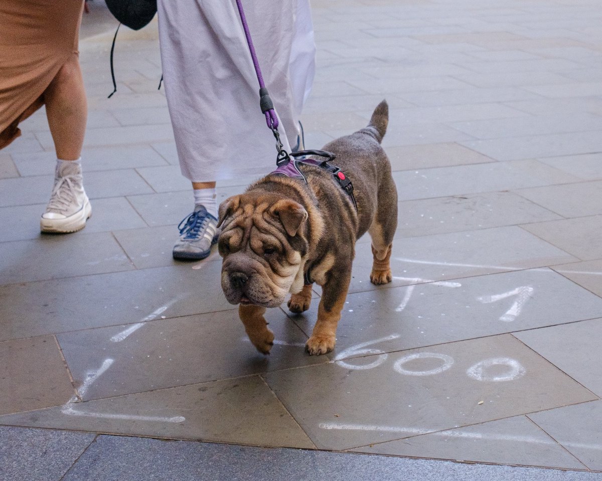 zummerzett's tweet photo. #dog #otherpeoplesdogs #london #streetphotography #dogsinthecity https://t.co/6ukO00pCtq