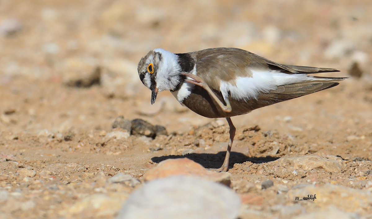 Little Ringed Plover When you got an itch.. You just scratch it ! #WaderWednesday #wader #waders #shorebirds #bbcearth #naturewatch #nuts_about_birds #king_birds #nature #naturephotography #BirdsSeenIn2024 #birding #uae #TwitterNatureCommunity #bird