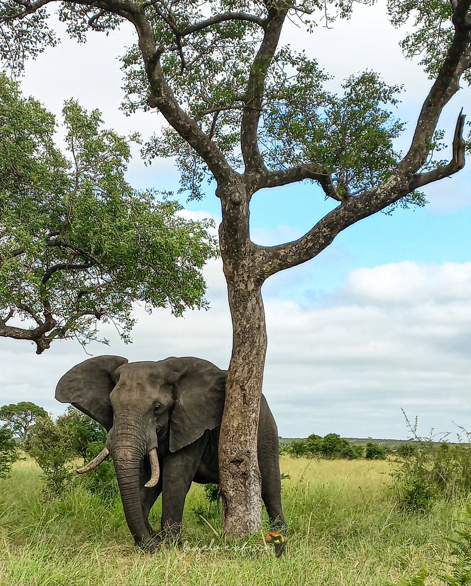 An elephant standing under the sheltering branches of a towering tree, a timeless image of harmony between earth's gentle giants and nature's silent sentinels. 🌳🐘

#elephant #WildEncounters #NaturePhotography
#ElephantLove#TreeOfLife #Nature'sBeauty #WildWonder #SerenityScene