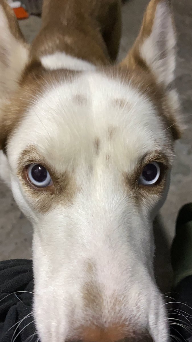 Alesuarez267's tweet photo. Hoy Nala me vió triste y la manera en la que intentaba hacerme sentir mejor es inexplicable, no la merezco:') 🐶❤️ https://t.co/JxBvZVZW2G