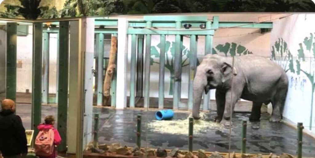 Can U imagine if someone abuducted U from your family? Scientific research suggests that much like humans, captive 🐘also suffer long-term depression from the physical & psychological traumas involved in capture & a lifetime of zoo abuse. @_TimCartmell sanctuary 4Lucy saves U M$