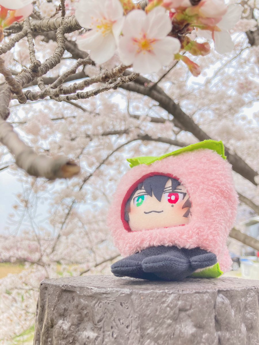 桜餅の妖精とお花見🌸