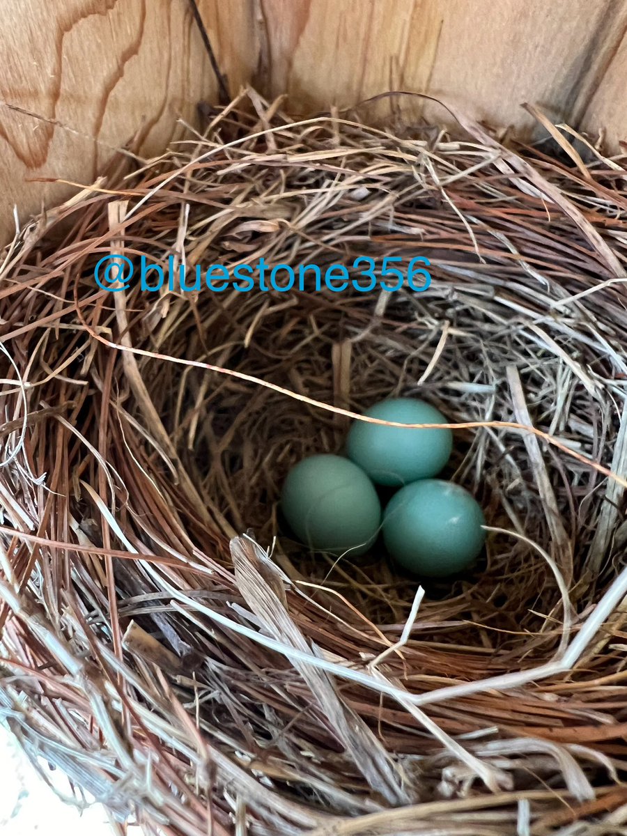 We have Eastern Bluebird eggs in our birdhouse! 
Once they visited our feeders, hubby tried hard to bring them in with special food and feeders, and houses they like. It worked!!
#EasternBluebird #birds #birdhouse #nest