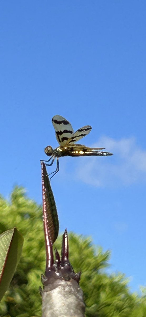 Dragonfly on Frangipani shoot #wildoz #fnq