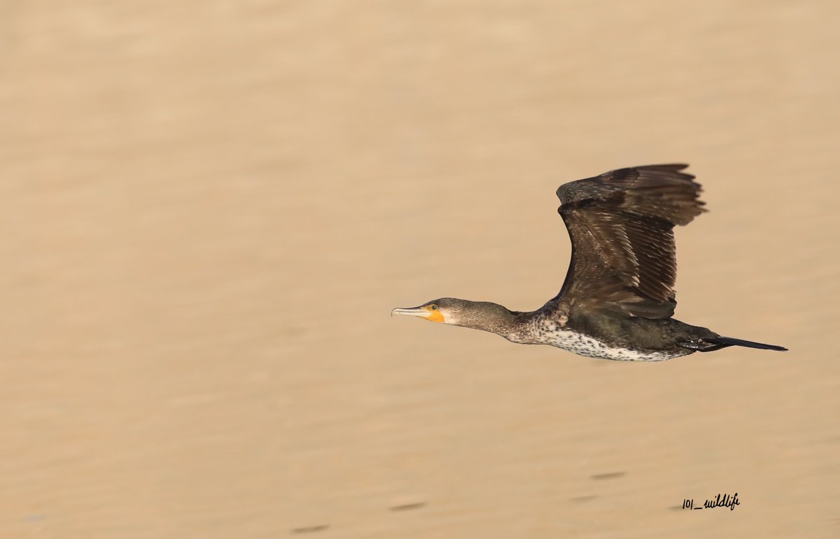 Greater Cormorant Flying across the lake early in the morning #BirdsSeenIn2024 #birding #BirdsOfTwitter #birds #uae #NaturePhotography #natgeoyourshot #TwitterNatureCommunity #TwitterNaturePhotography #Cormorant