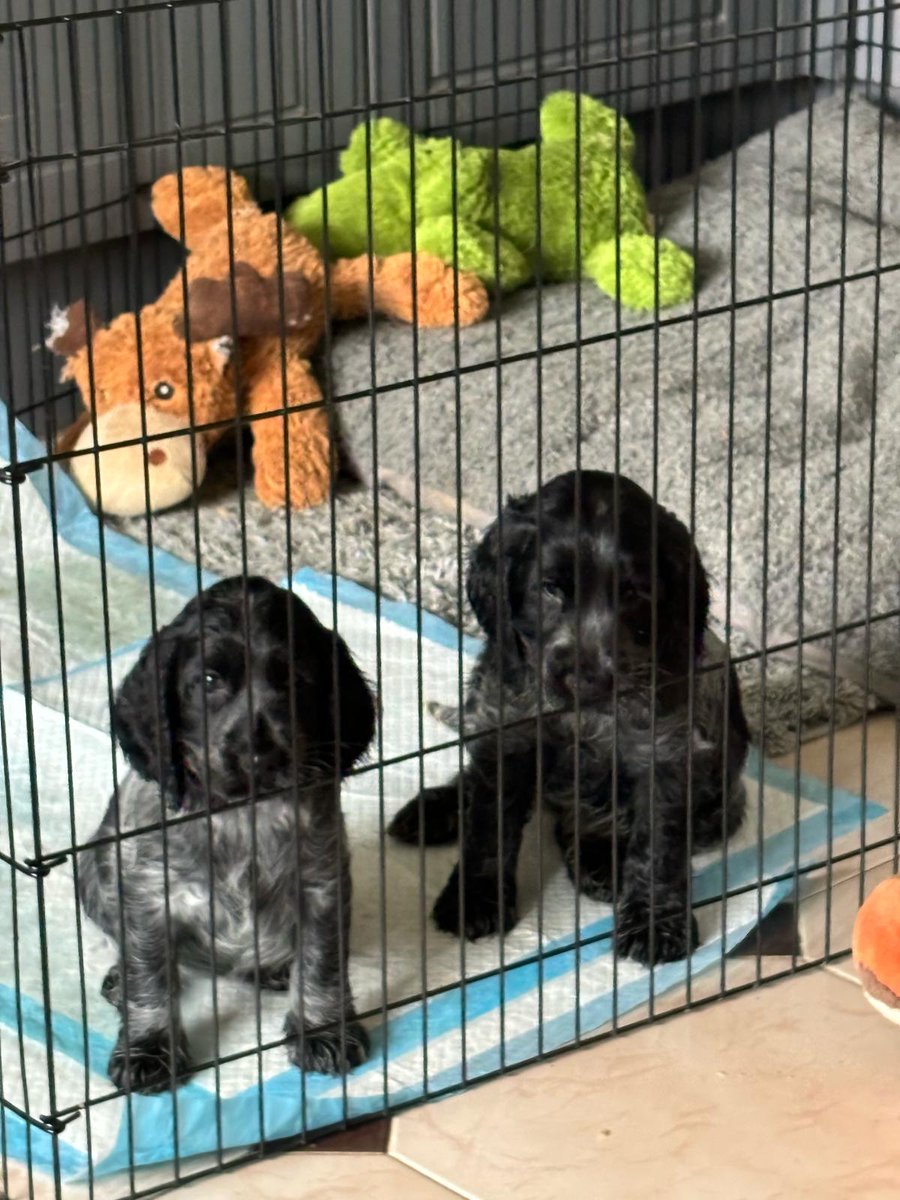 Simon Clarke 🌈💙 tweet media