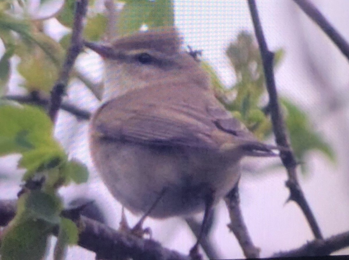 Chiffchaff maybe , unusual crested part on head. Vale royal Northwich