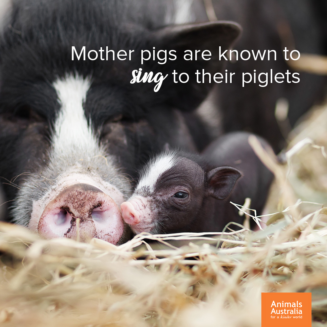 A sow's serenade is music to the ears of hungry piglets who instinctively know this as the signal for dinner time. 💞