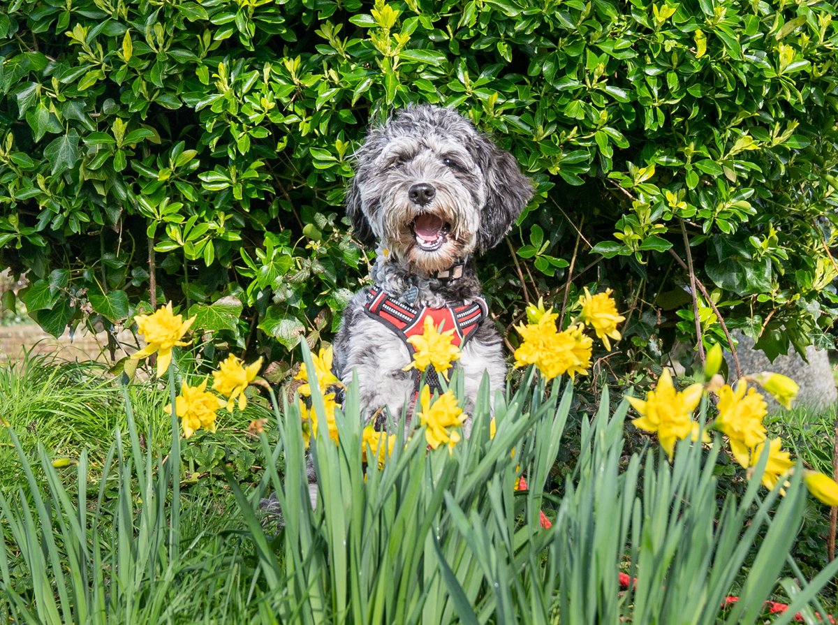 It’s National Pet Day, Hurrah! Here’s our little Pippa. @BBCSouthWeather @BBCSussex @BBCBreakfast @itvmeridian @ExpWestSussex @VisitSEEngland @GMB #NationalPetDay @BBCSouthNews