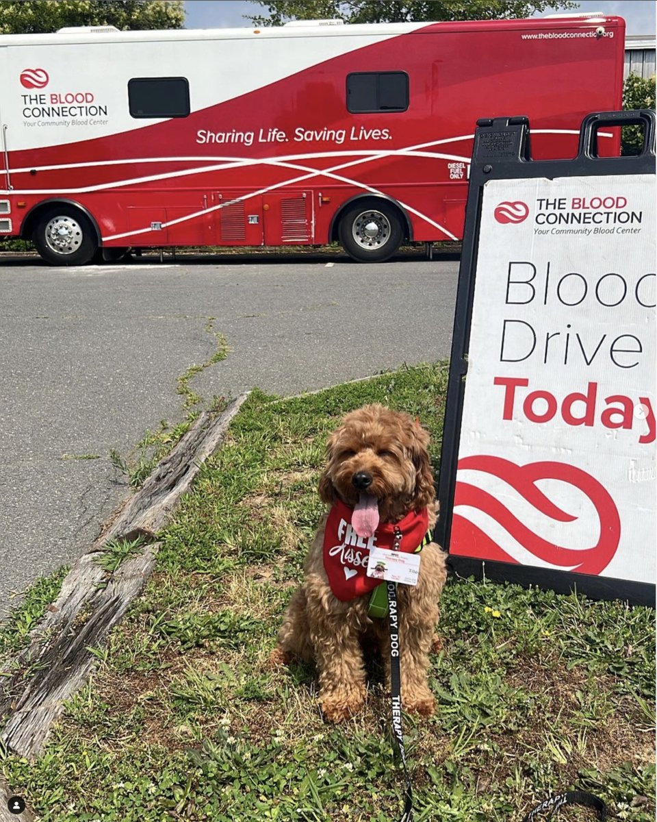 Calling all animal lovers! It's #NationalPetDay and we've got the cutest little friend here, urging you to join our mission of saving lives today! 🐾 🩸 How can you possibly say no to that adorable face? . . Find a donation location near you!👇 donate.thebloodconnection.org/donor/schedule…