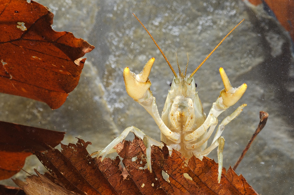 Help us raise £20,000 for a white-clawed crayfish Conservation Breeding Centre. 💚 Read more: bit.ly/3VMID9w Thanks to Big Give Champion – Postcode Green Trust, every £1 you donate from 18 April - 25 April will be doubled. 📸 Shutterstock - MarcoMaggesi
