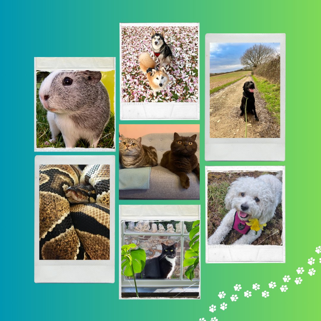 Happy #NationalPetDay! 🐾 In Wales, we’re a nation of animal lovers. Whether furry, feathery, or scaly, our pets bring joy and companionship every day! 😻🐶🐹🐴🐢🦜🐭🐍🐰 Here are some of ours - now show us yours! Pop a pic in the comments! 👇