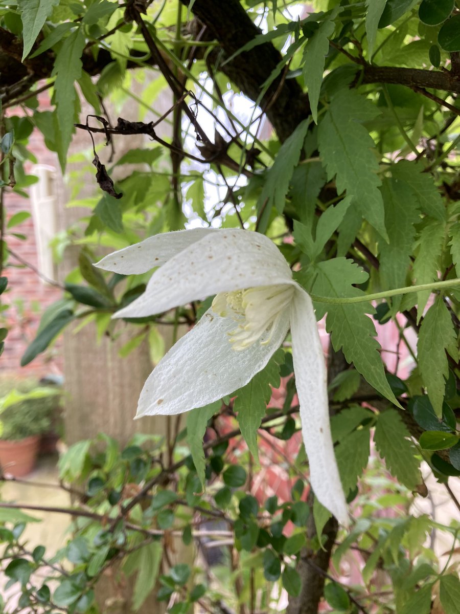 First flowers on the second of the early clematis in the garden. White variety just about over. #ClematisThursday