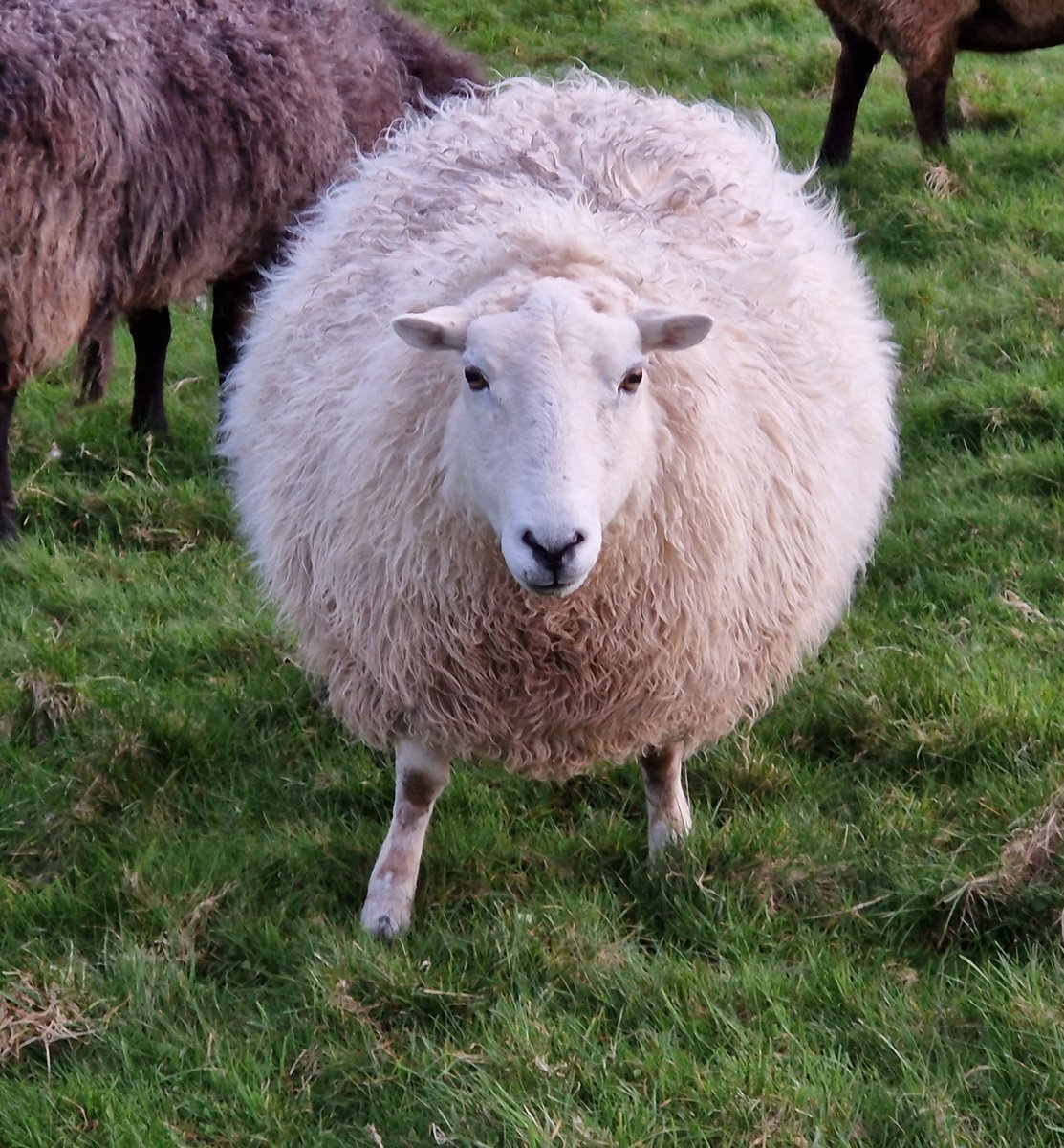 Wilful Willow has wintered well, goodness knows what size she'll be again once the grass growth kicks in!!

#animalsanctuary #sheep365 #welshsheep #nonprofit #amazonwishlist #animallovers #foreverhome 

woollypatchworksheepsanctuary.uk