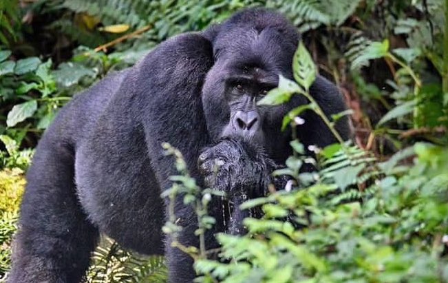 barungi17's tweet photo. Traveling will leave you speechless , but you’ll tell stories forever,capture your most exquisite moments with us @gatsiosafariz at a budget friendly price for more inquiries call +256778005651 #gortillatrekking  #gastiosafariz #birdwatching  #KibaleNationalpark #Uganda https://t.co/SGN1nfN0Q6