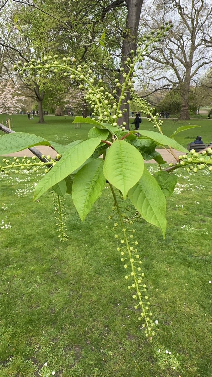 The memorial tree for our co-founder June Stubbs about to reveal its full glory in St James’s Park
