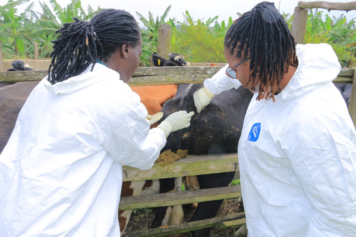🌍 Strengthening Uganda's disease response! 🦠 @FAO and @MAAIF_Uganda conclude the 5th #ISAVET cohort training, equipping veterinarians to tackle emerging diseases. 📚👉Read article: bit.ly/43SgqzW #OneHealth #GlobalHealth