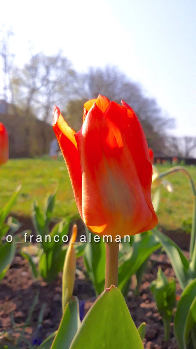 bonne journée! 😀 happy Thursday! 🙏 #ThursdayMotivation #jeudiphoto #Donnerstag #FelizJueves #flower #tulip