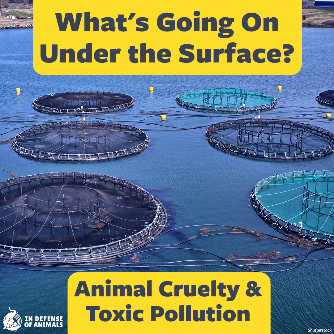 IDAUSA's tweet photo. By opposing future fish farming operations, including fish and other invertebrates in animal protection laws, and by not consuming them, we can make our planet a better place for fish.
Act now: https://t.co/H2npZexsqx
Pls RT
#FishAreFriends #RespectForFishDay #SkipSeafood https://t.co/dePVlmGpMd