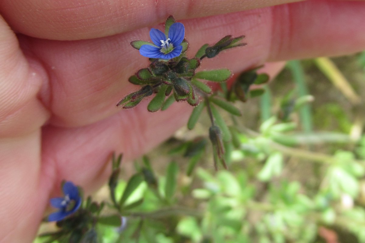 Spring (Veronica verna)📷📷, Breckland (V praecox) 📷and Fingered (V triphyllos) 📷Speedwells in The Brecks, Suffolk a couple of days ago. Thanks to @markhows and @new_naturalist for help searching for these elusive species. #BrecklandWildlife