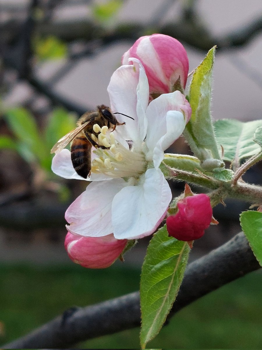 Happy #InsectThursday #appleblossom #bee #insects #April #spring #nature #NaturePhotography 🌿🌸🐝