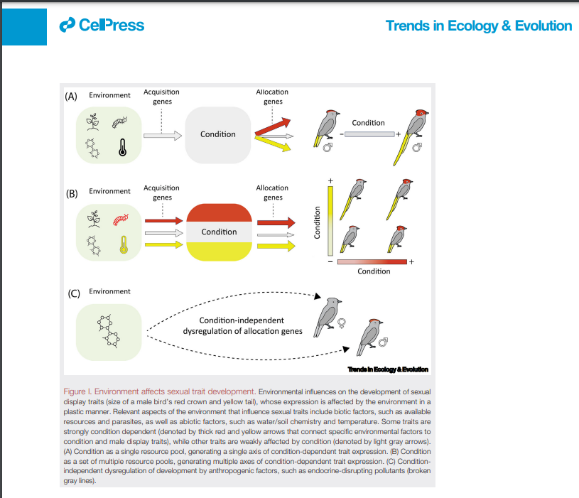 Are we affecting sexual selection? Anthropogenic alterations to sexual display and mate preference can affect species recognition or weaken divergence via sexual selection, leading to higher rates of hybridization and biodiversity loss cell.com/trends/ecology… @BBM_Wong