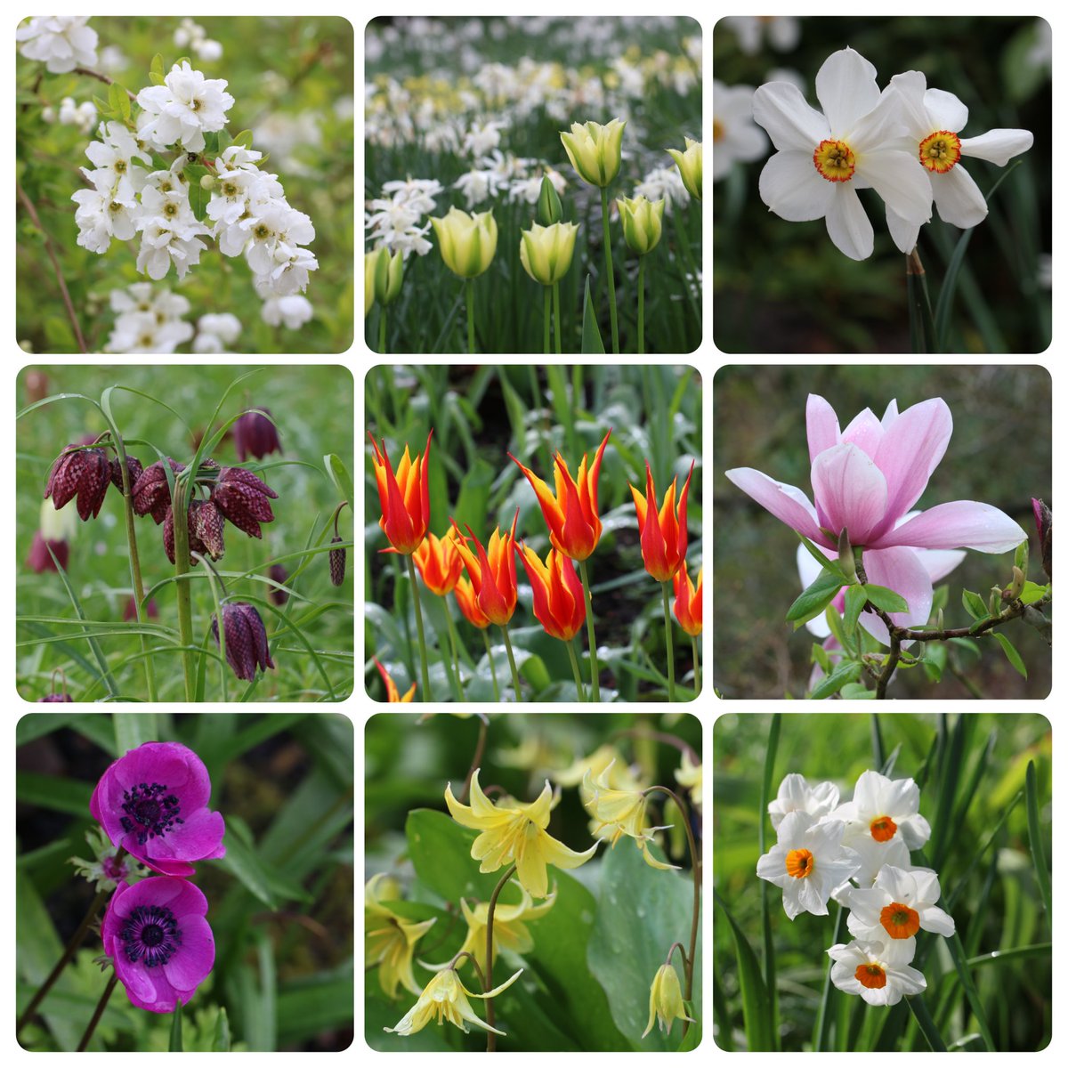 Early April at #DunhamMassey 
So hard to pick a favourite spring flower #GardeningX #thursdayvibes 🌱🌸🪻🌷🌼🌿
