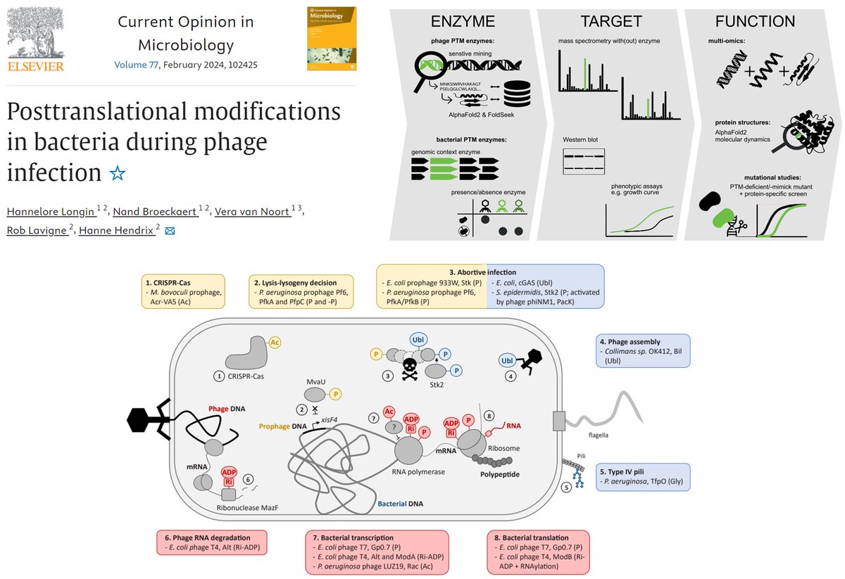 Rob Lavigne (@roblavigne1) on Twitter photo Exploring our views on the impact of Post Translational Modifications elicited by #phage to rapidly finetune #bacteria #metabolism during #infection .
Review with <a href="/noort_zuit/">vera van noort</a> in
Current Opinion in #Microbiology :
bit.ly/phagePTM
#bioinformatics #alphafold #omics Exploring our views on the impact of Post Translational Modifications elicited by #phage to rapidly finetune #bacteria #metabolism during #infection .
Review with <a href="/noort_zuit/">vera van noort</a> in
Current Opinion in #Microbiology :
bit.ly/phagePTM
#bioinformatics #alphafold #omics
