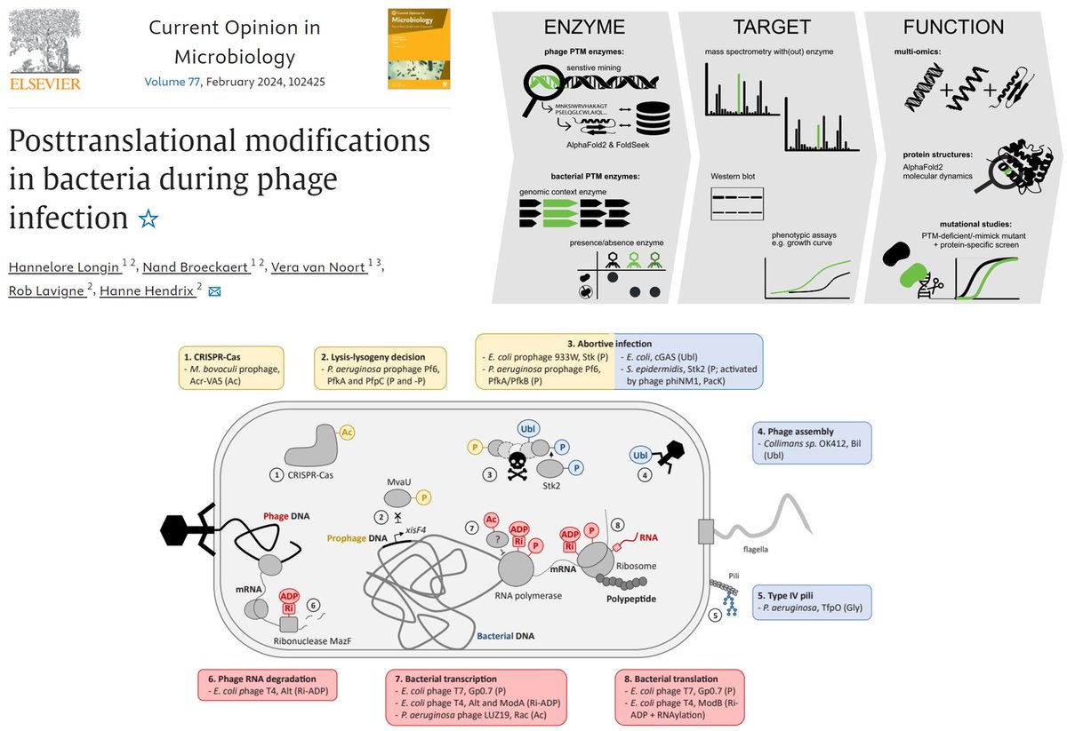 Exploring our views on the impact of Post Translational Modifications elicited by #phage to rapidly finetune #bacteria #metabolism during #infection . Review with @noort_zuit in Current Opinion in #Microbiology : bit.ly/phagePTM #bioinformatics #alphafold #omics