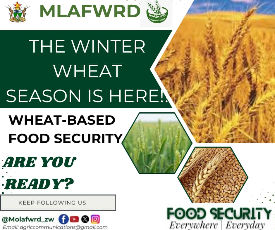 The Winter Wheat Season is here! #wheatbasedfoodsecurity @obertjiri