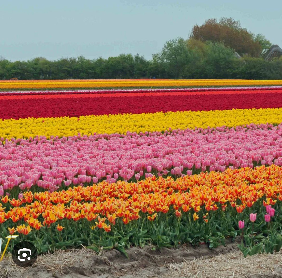 Het is wereld #Parkinson-dag. De bollenvelden staan in bloei. Een relatie tussen die twee? #glyfosaat. Mag dankzij Nederland nog 10 jaar worden gebruikt in Europa. Voorzorgbeginsel is daarmee lege huls geworden. fnv.nl/nieuwsbericht/…