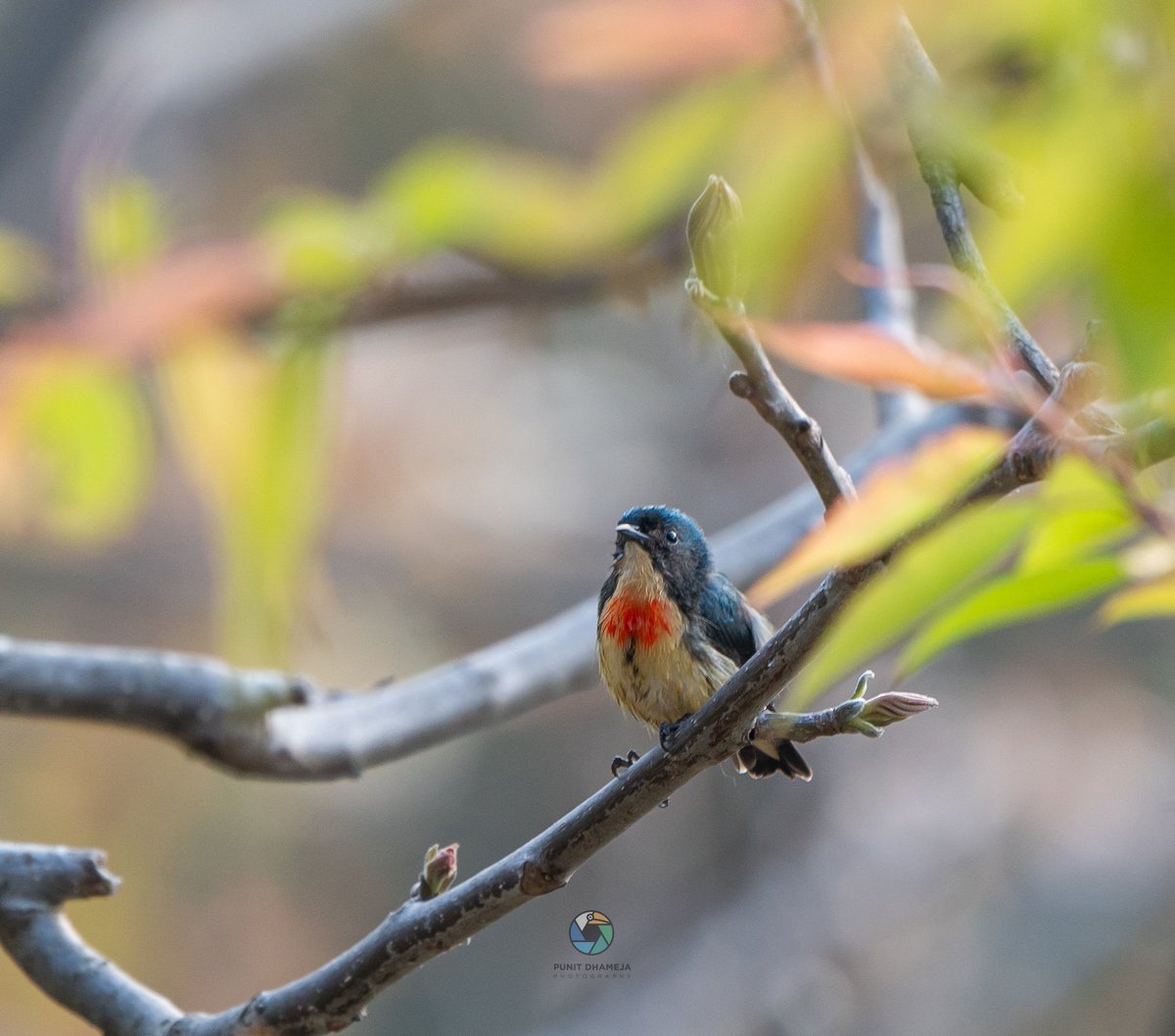 Fire Breasted Flowerpecker is tiny songbird of mountain and hill forests, ranges from the Himalayas south to the Malay Peninsula. #ImdiAves #birdwatching #natgeoindia #BirdsSeenIn2024 #birdphotography #wildlifephotography #TwitterNatureCommunity