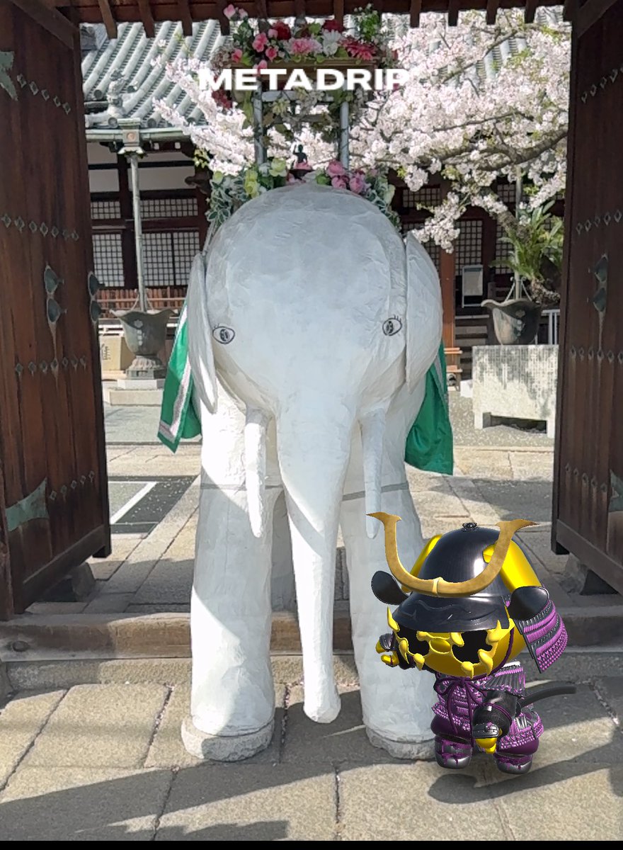 lulu3love's tweet image. 天気も良かったのでうちのワンコ連れてお花見🌸

#MetaSamurai #1BLOCK 
#MetaDrip #宇和島